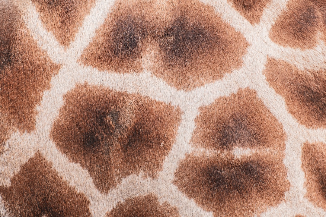 Photo Beige coat
