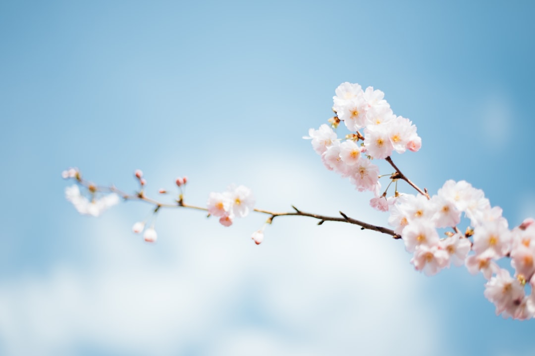 Photo Skin type spring